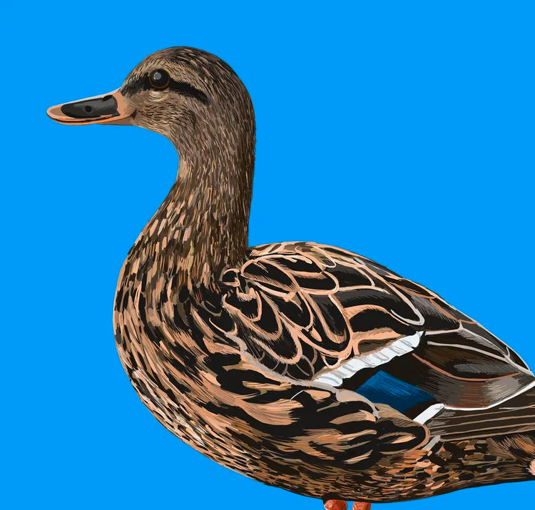 Mallard Duck Card