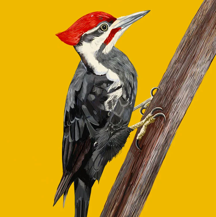 Paleated Woodpecker Card