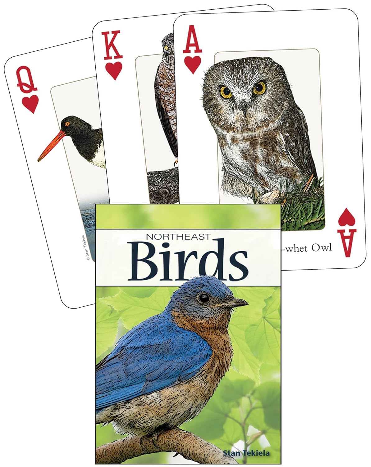 Birds of the Northeast Playing Cards