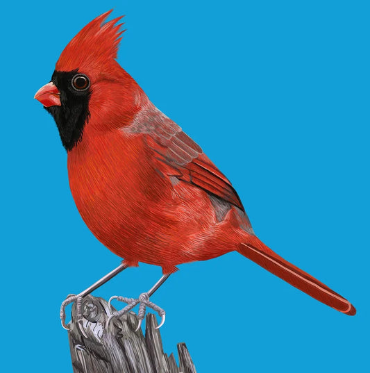 Red Cardinal on Wood Card